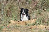 BORDER COLLIE 321